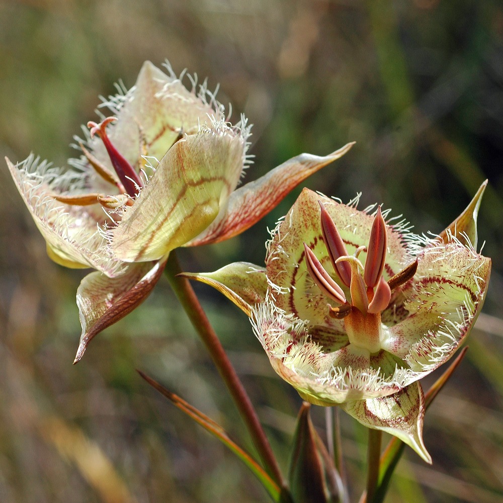 Rare Plants of the Tiburon Peninsula