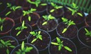 Mitchelton gardeners seed savers