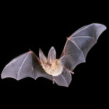 Wild Wednesday: Batty about Bats