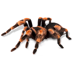 Live Tarantula Feedings