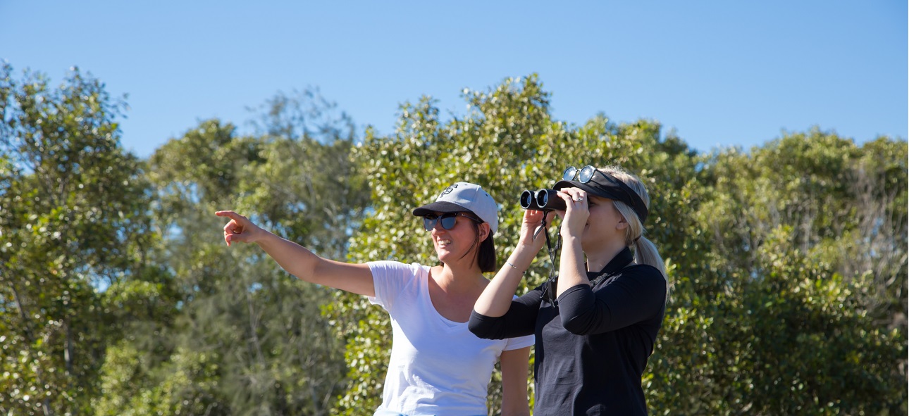 Bird watching walk for beginners (Boondall Wetlands):
