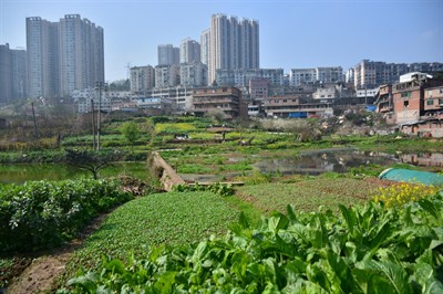 Green Bag Talk - Dr. Juanjuan Liu: "Agricultural Landscapes as an Art of Survival"