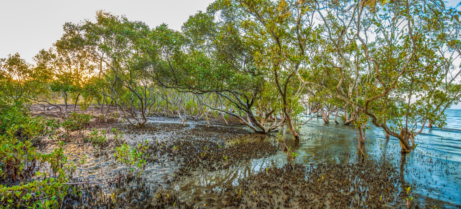 Wetlands in Focus - Boondall Wetlands Photography Competition