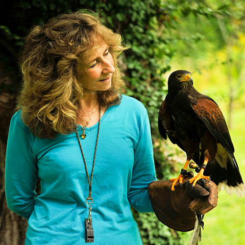 The Hawk's Way: Encounters with Fierce Beauty