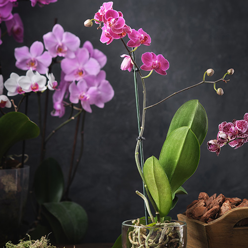 An Orchid Afternoon: Intermediate Orchid Care - In Person