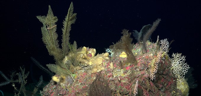 Exploring Deep Sea Habitats of Puerto Rico