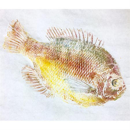 Gyotaku II: Fish-printing Hawaiian Style