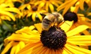 Grange Library growers working bees