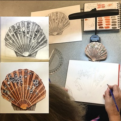 Natural History Illustration: Watercolor Focus