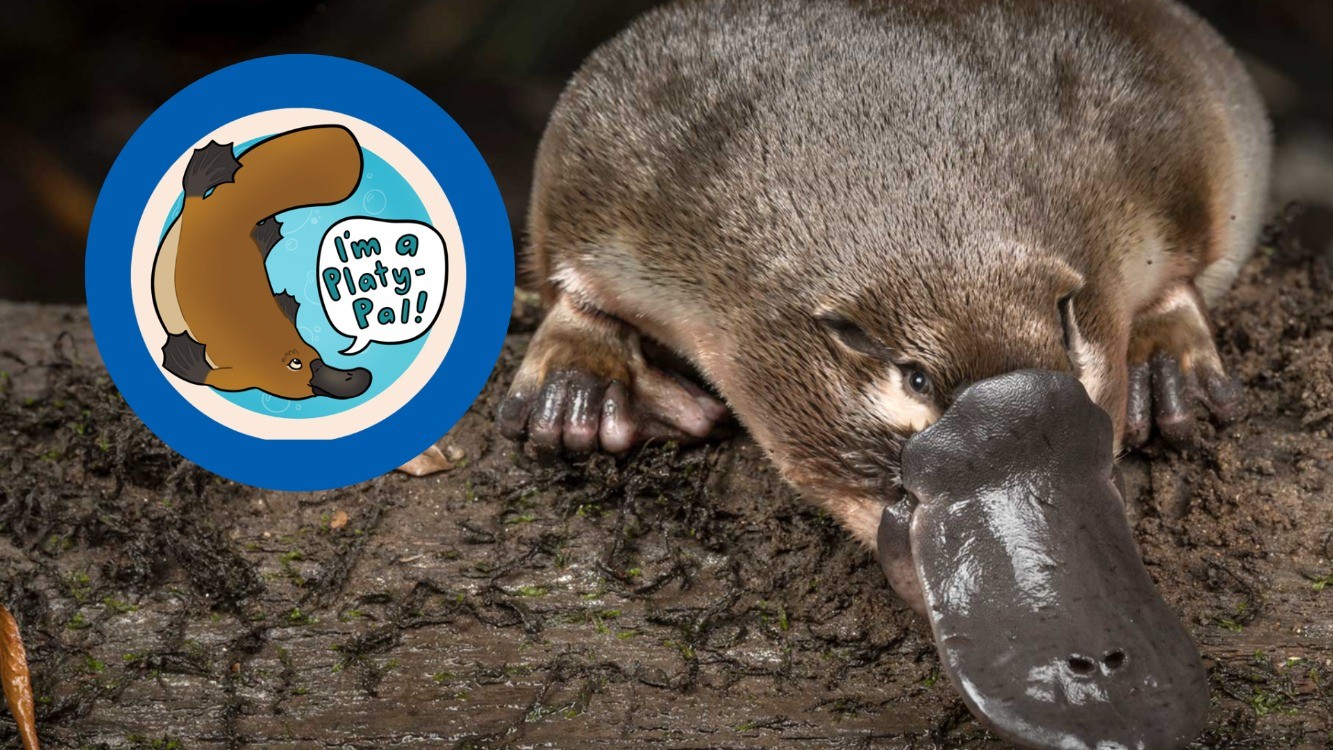 Junior Explorers: Be a Platypal