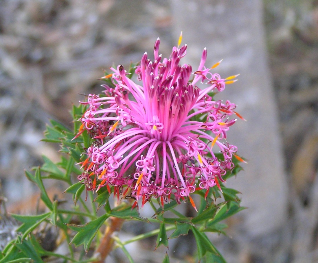 Isopogon dubius