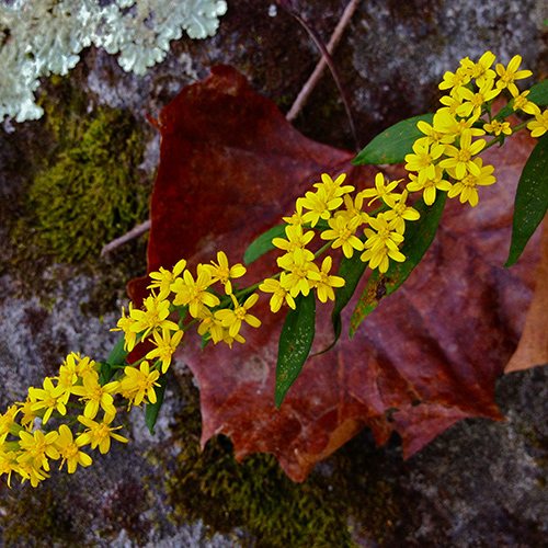 Springtime on the Potomac Heritage Trail: A Wildflower Hike at Turkey Run Park