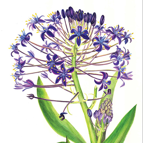 Botanical Illustration: Watercolor Flowers
