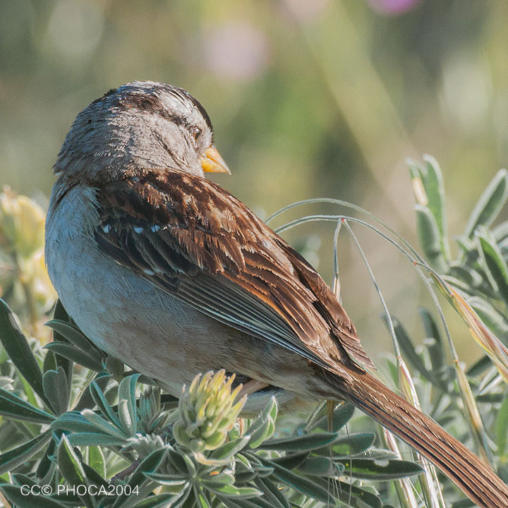 CANCELED - Rangeland Birds