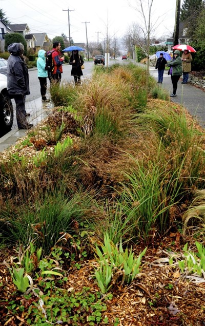 Rain Gardens and More (online)