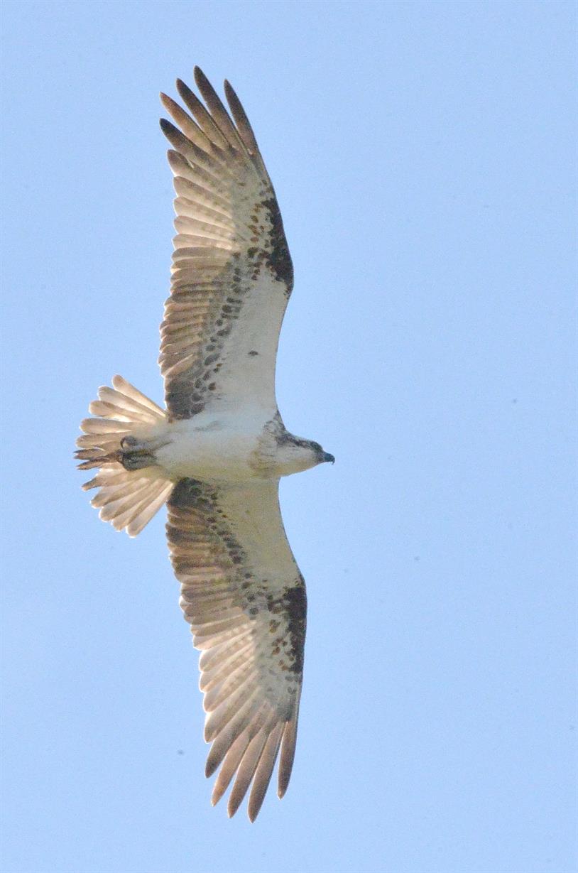 Coastal Raptors Workshop