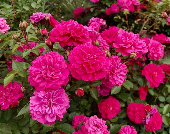 Let's Talk Gardens, Earth Friendly Rose Gardens