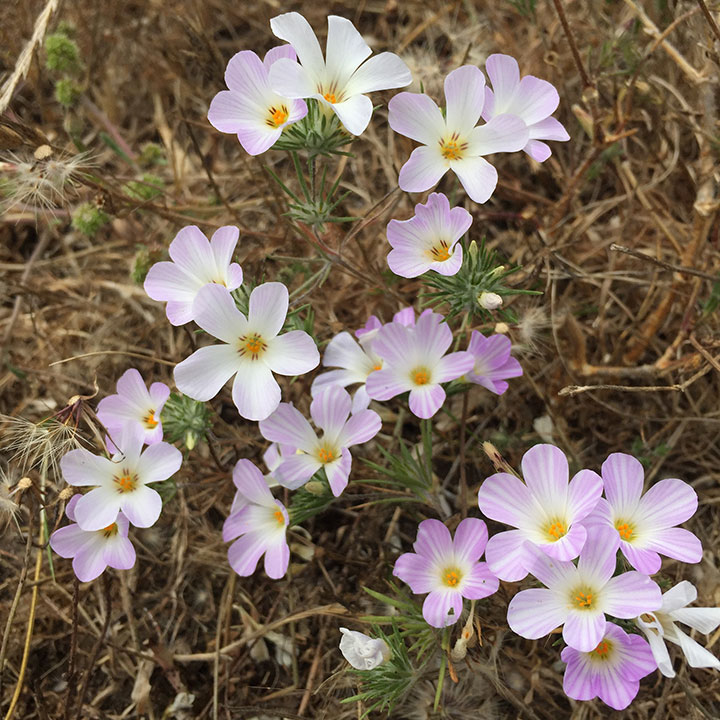 Botany at Bull Point