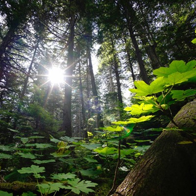 2020 Urban Natural Areas Seminar: Let's Talk About Plants