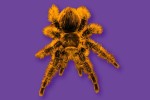 A bright orange and brown tarantula on a purple background
