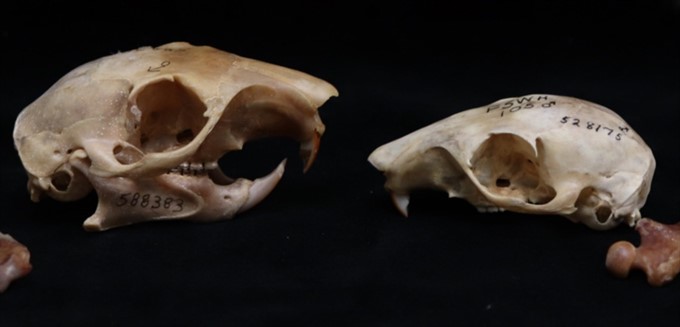 The Expert Is In: The Mammal Collection’s Spookiest Specimens