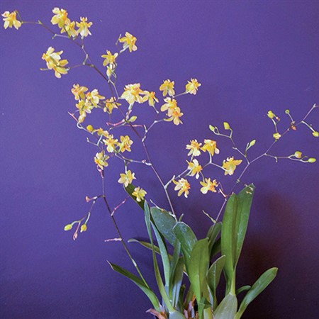 Orchids for the Holidays
