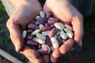 Saving Seeds 101: Reclaim the Ancient Art! (online)
