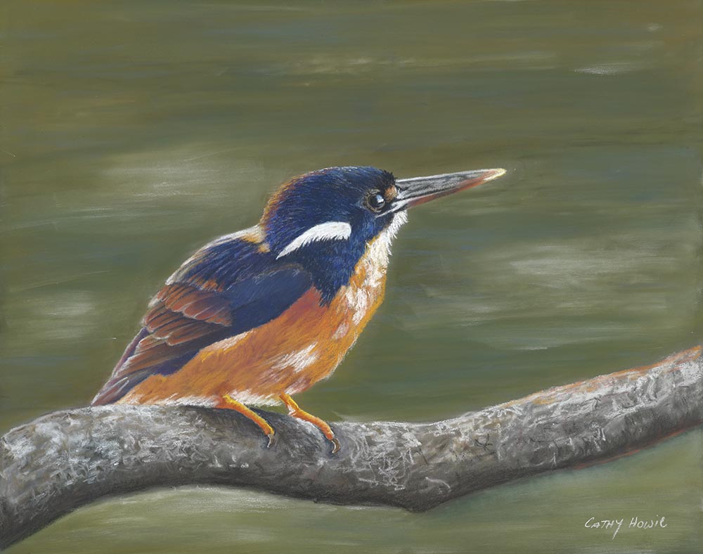 The Queensland Wildlife Artists Society Public Display