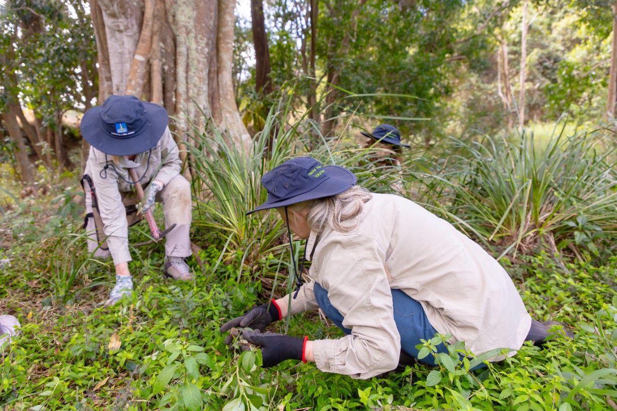 Volunteer Bushcare Working Bee - Gertrude Petty Place Bushcare Group