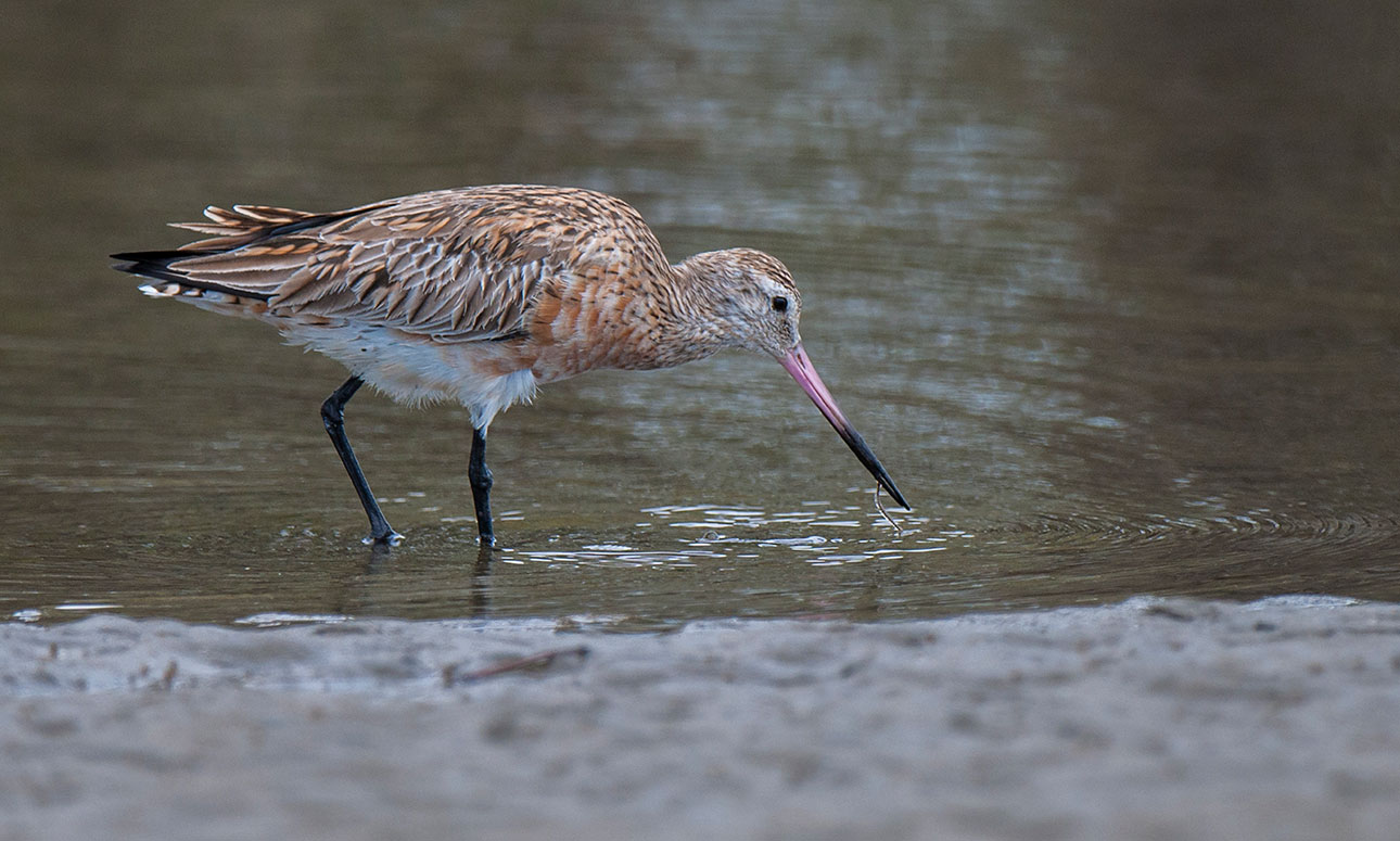 Feathered Friends: Shorebird Adventure (7 -12 yrs)