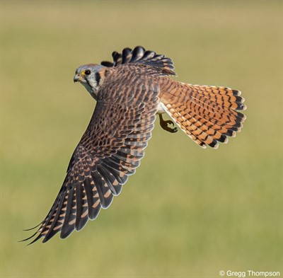 The Raptors Among Us (online)