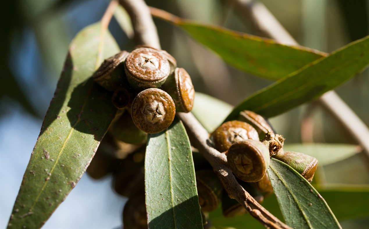 Ubiquitous eucalypts - Special walk - Brisbane Botanic Gardens