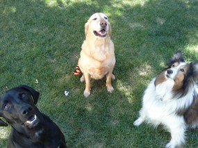 Golden Spike Dog Obedience Club Dog Training