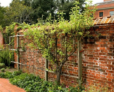 CANCELLED - Permaculture Orchards & Creating Productive Fruit Tree Guilds (online)