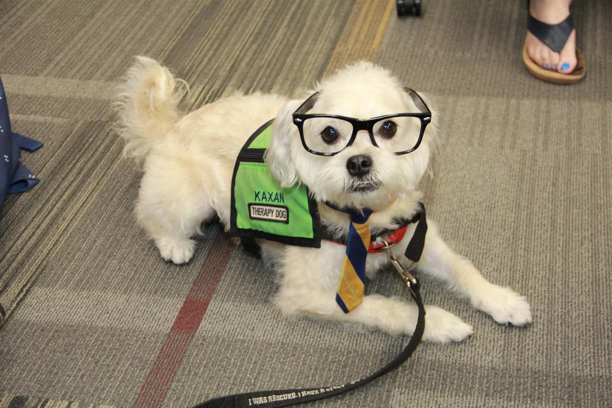 Therapy Dogs