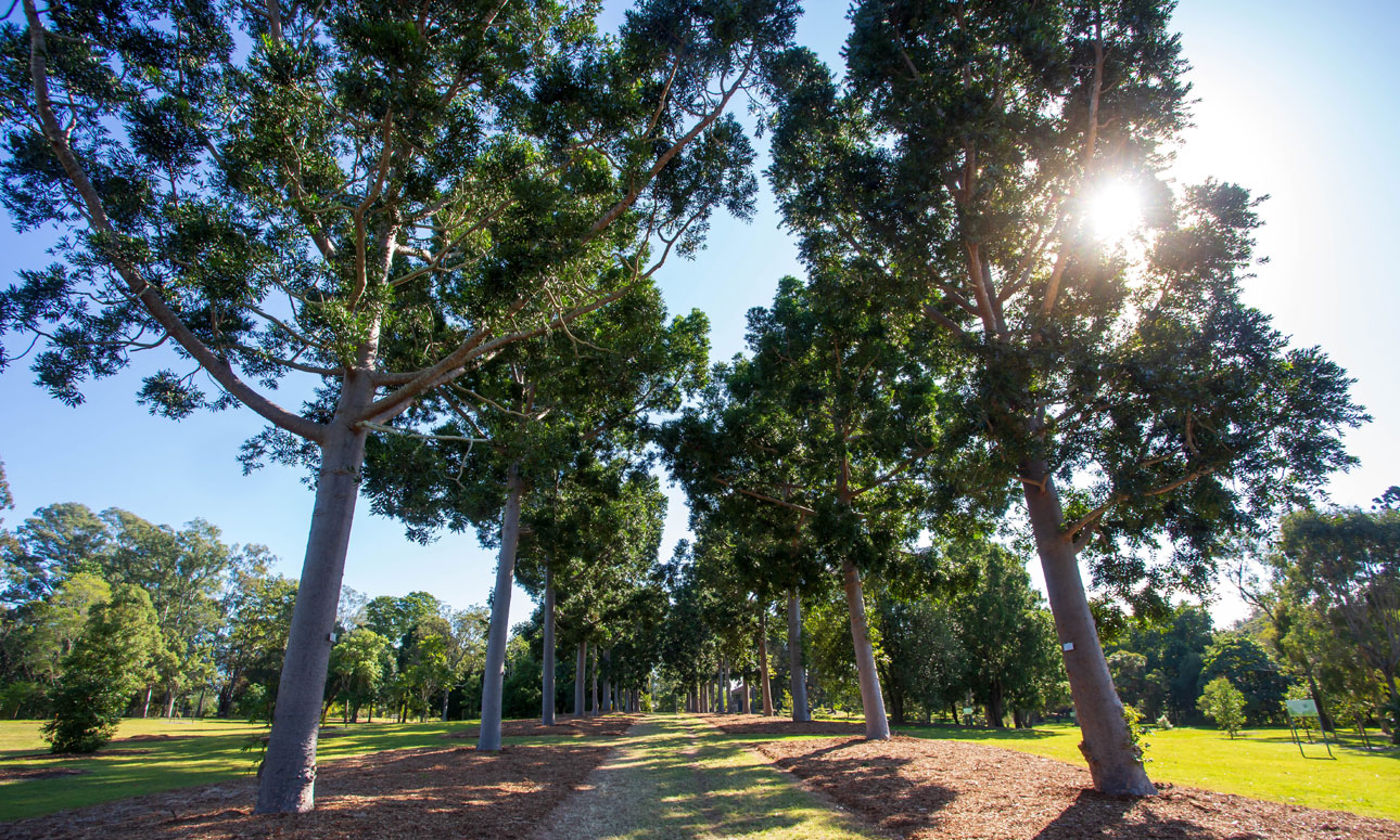 Sherwood Arboretum guided walk