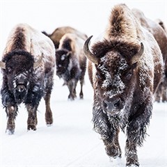 A herd of bison walking in the snow. Their faces and front of their legs have snow on them.