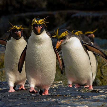 Every Penguin in the World: A Quest to See Them All