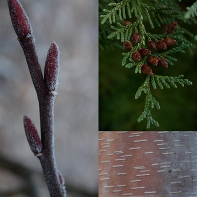 Rescheduled: Branches, Bark, and Buds! Winter Tree Identification