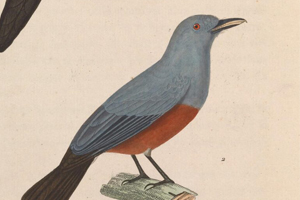 TLRH | Studying birds through science and the arts