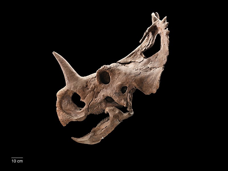 Play Date at NMNH: Creature Features - Fossil Edition
