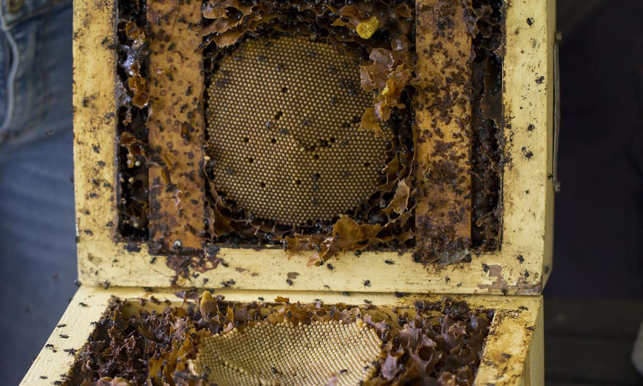 Native stingless bees and how to keep them