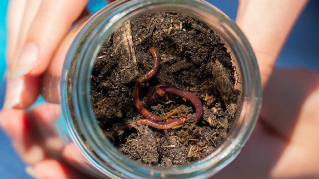 Bush Kindy: International Compost Awareness Week