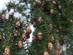 Guided Native Tree Tour