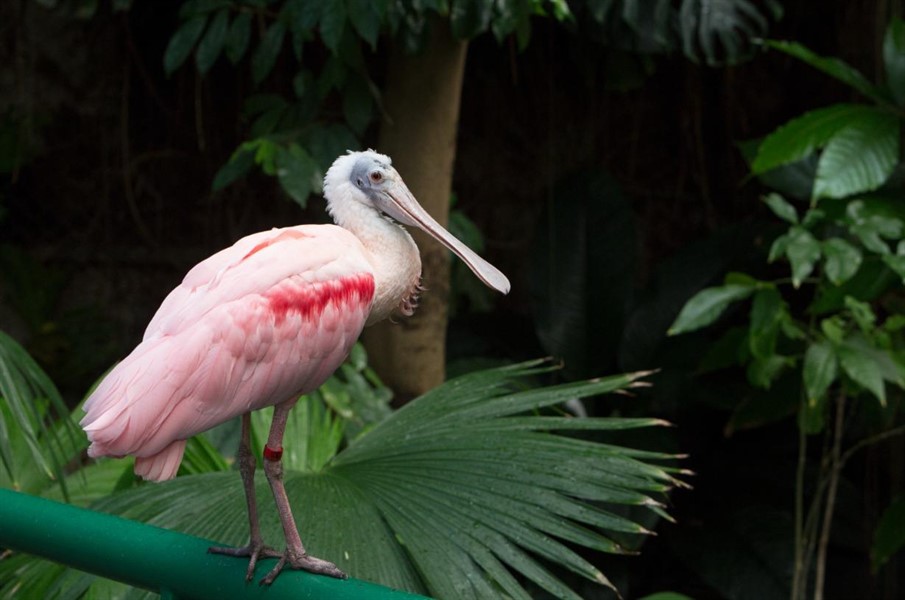 Conservation Classroom: Explore the Rainforest