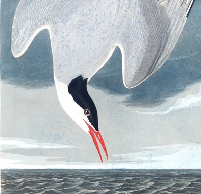 EXHIBIT: From Albatross to Zigzag Heron