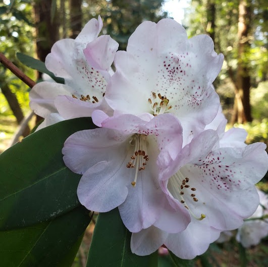 Spring Ephemerals at the Elisabeth C. Miller Botanical Garden