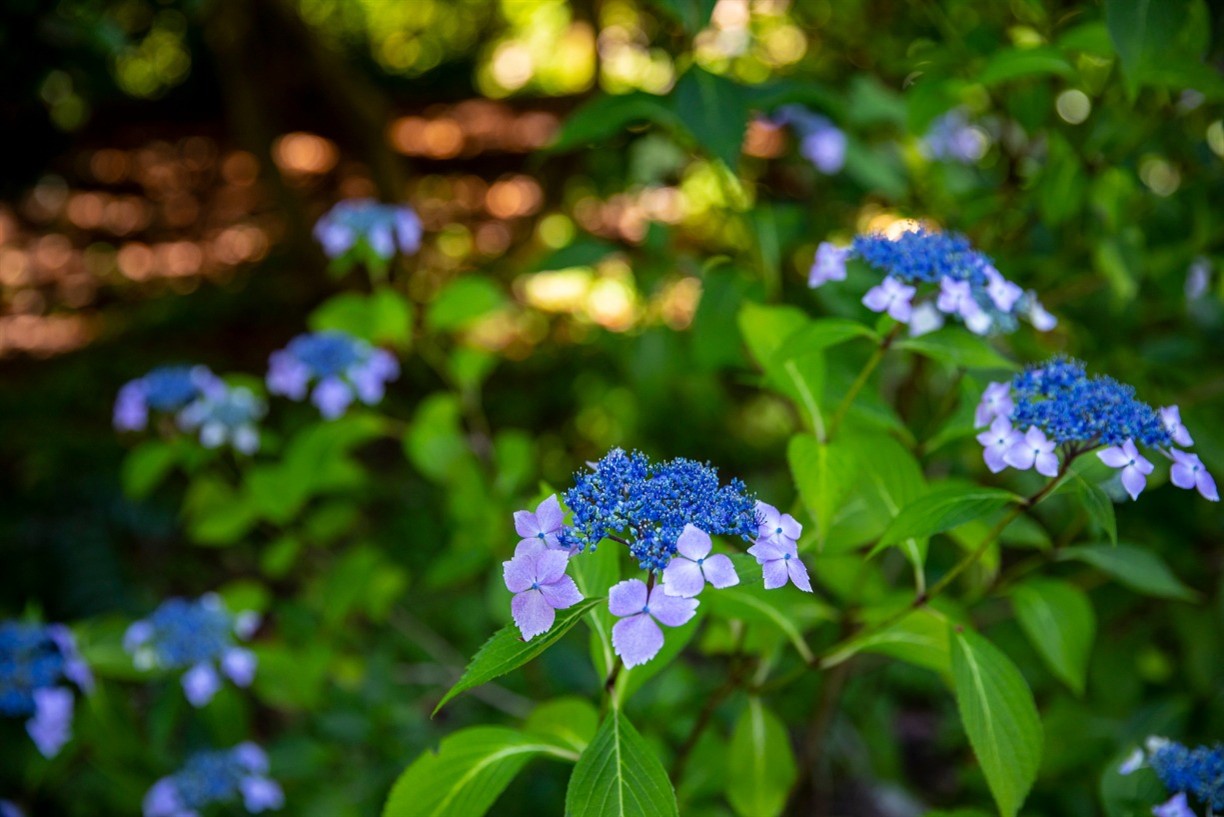 Gardens for BIPoC (in-person)