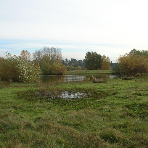 Restoration Work Party: Union Bay Natural Area