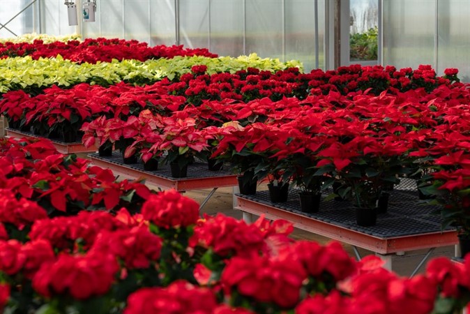 Let's Talk Gardens: Poinsettias and Holiday Trees